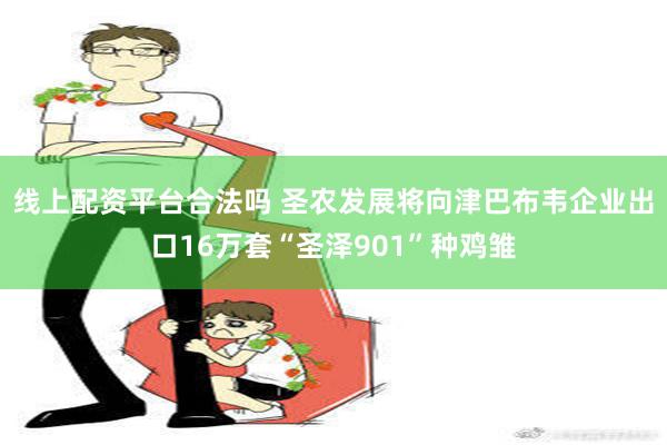 线上配资平台合法吗 圣农发展将向津巴布韦企业出口16万套“圣泽901”种鸡雏